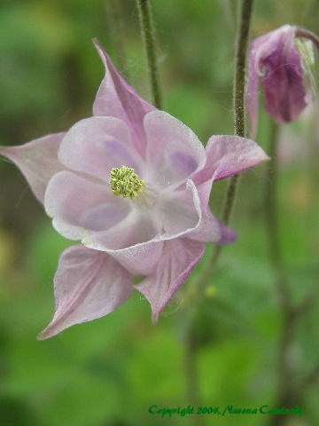 Lonely Columbine