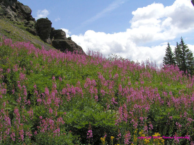 Ice Lake Flowers